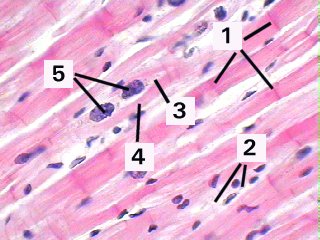 Fig 20-001