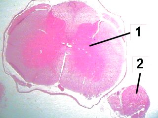 Fig 26-003