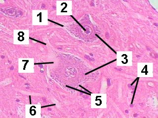 Fig 26-004