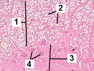 Fig 26-006