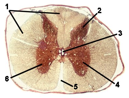 Fig 26-008