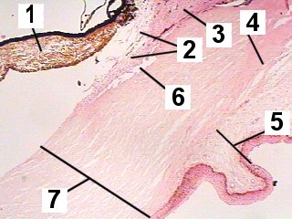 Fig 029-004