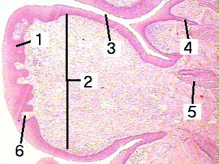 Fig 33-001