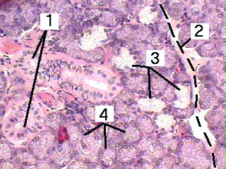 Fig 10