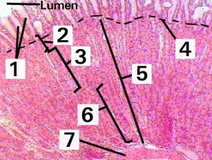 Fig 37-003