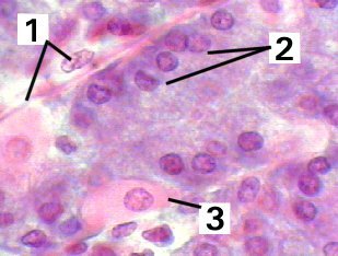 Fig 37-004