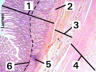 Fig 38-001