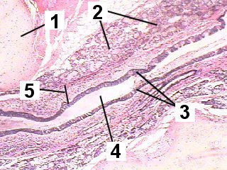 Fig 039-002