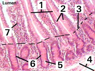 Fig 40-003