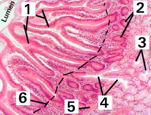 Fig 40-005