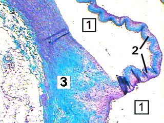 Fig 47-005