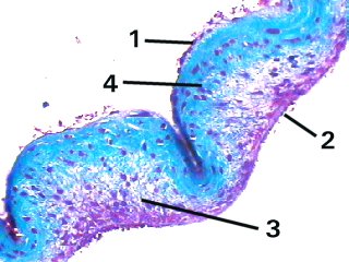 Fig 047-006