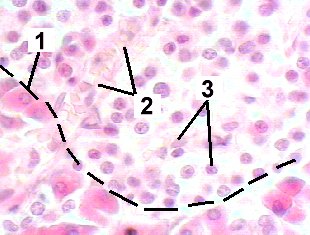 Fig 50-003