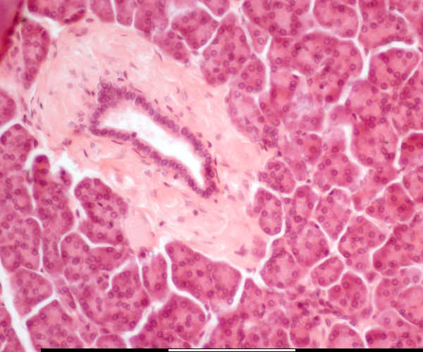 pancreas
