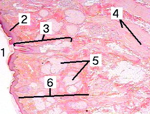 Fig 51-002