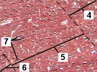 Fig 61-003