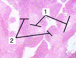 Fig 062-001