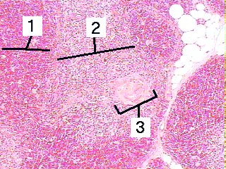 Fig 062-002