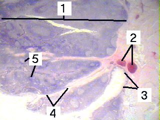 Fig 63-001