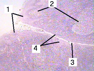Fig 63-002
