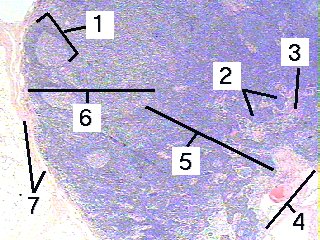 Fig 66-001