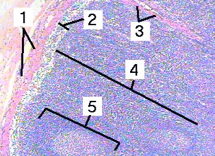 Fig 66-002