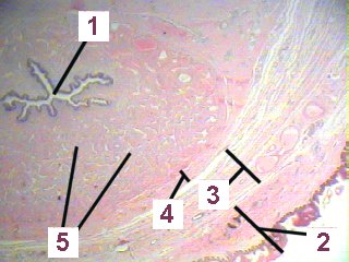 Fig 83-001
