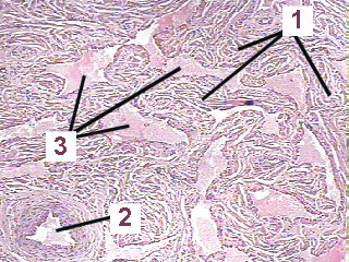 Fig 83-002