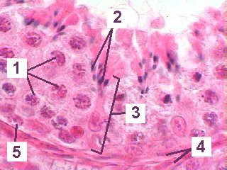 Fig 84-002