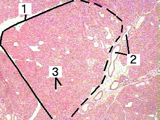 Fig 85-002