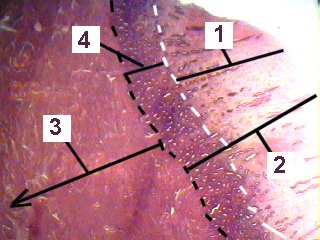 Fig 88-001