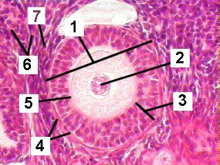 Fig 89-003