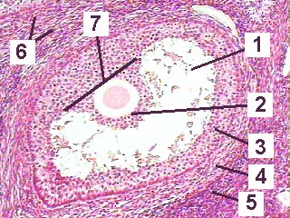 Fig 89-004
