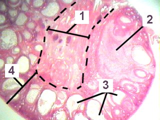 Fig 89-006