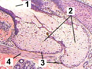 Fig 95-004