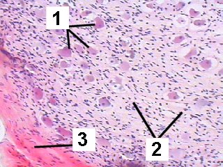 Fig 103-002